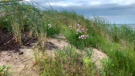 Green-Beach-Grass-waving-at-the-coast-of-cedar-point-beach--The-shores-of-the-Lake-Erie-in-Sandusky,-Ohio,-united-states