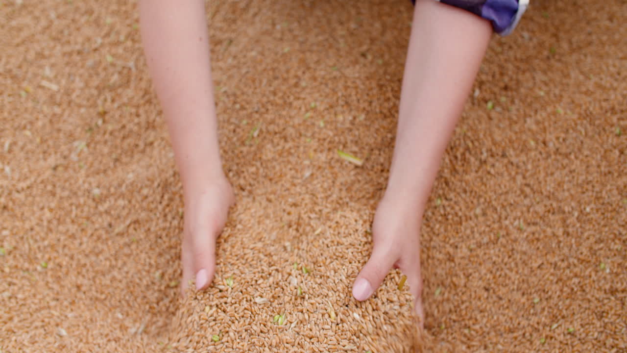 밀알을 검사하는 젊은 여성 농부 2