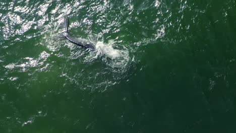 imágenes aéreas de 4k de ballenas jorobadas por point dume frente a la costa de malibu, california, ee.uu.