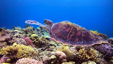 cerca de la tortuga verde nadando sobre coloridos arrecifes de coral con escuela de peces en segundo plano.