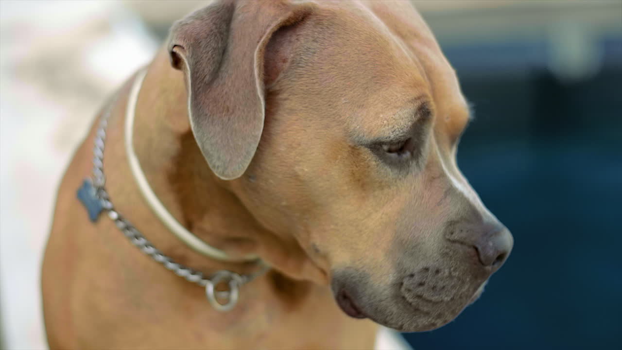 100fps 4k에서 개 스니핑 및 둘러보기