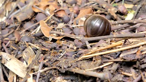 millipede.