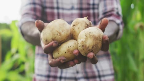 Focus-on-african-American-man-showing-potatoes-at-the-camera-