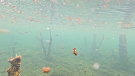 clear water reveals submerged roots and debris