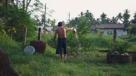 elderly man watering a lemon tree in a rural garden