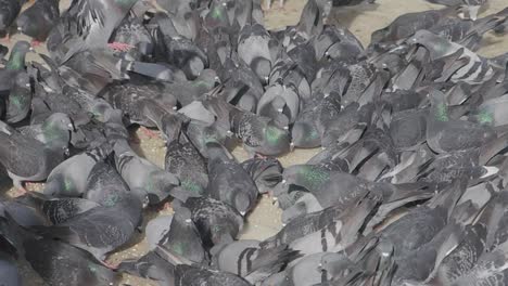 pigeons feeding