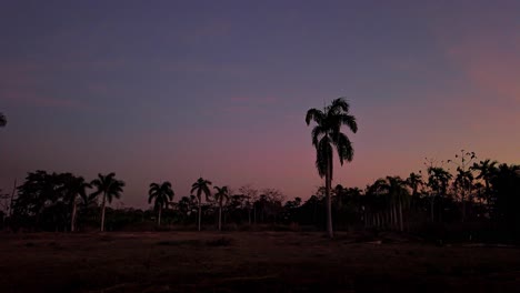 Puesta-De-Sol-Sobre-El-Cultivo-De-Palmeras,-Lapso-De-Tiempo-Al-Atardecer,-Variaciones-En-Los-Colores-Del-Cielo