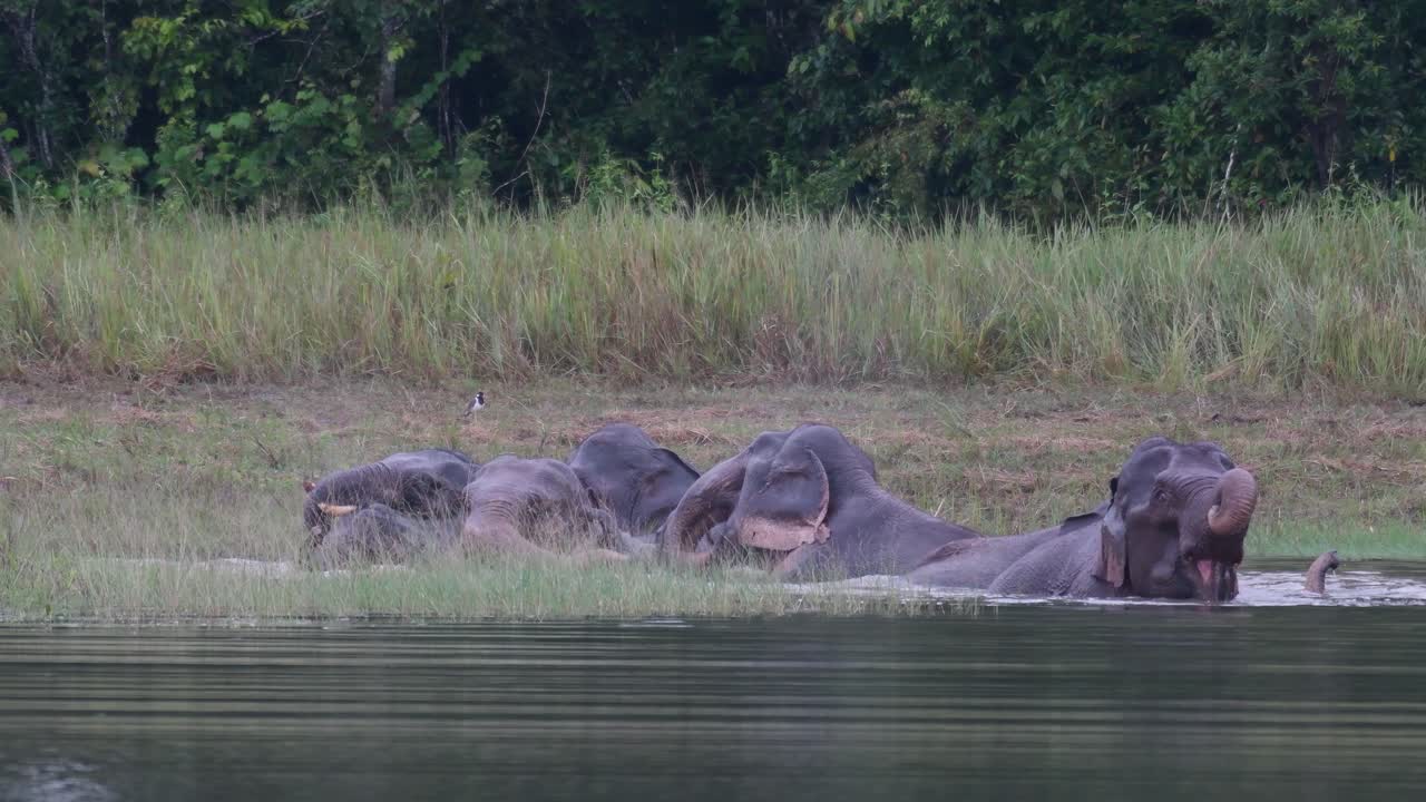 los elefantes asiáticos están en peligro y esta manada se divierte jugando y bañándose en un lago en el parque nacional khao yai