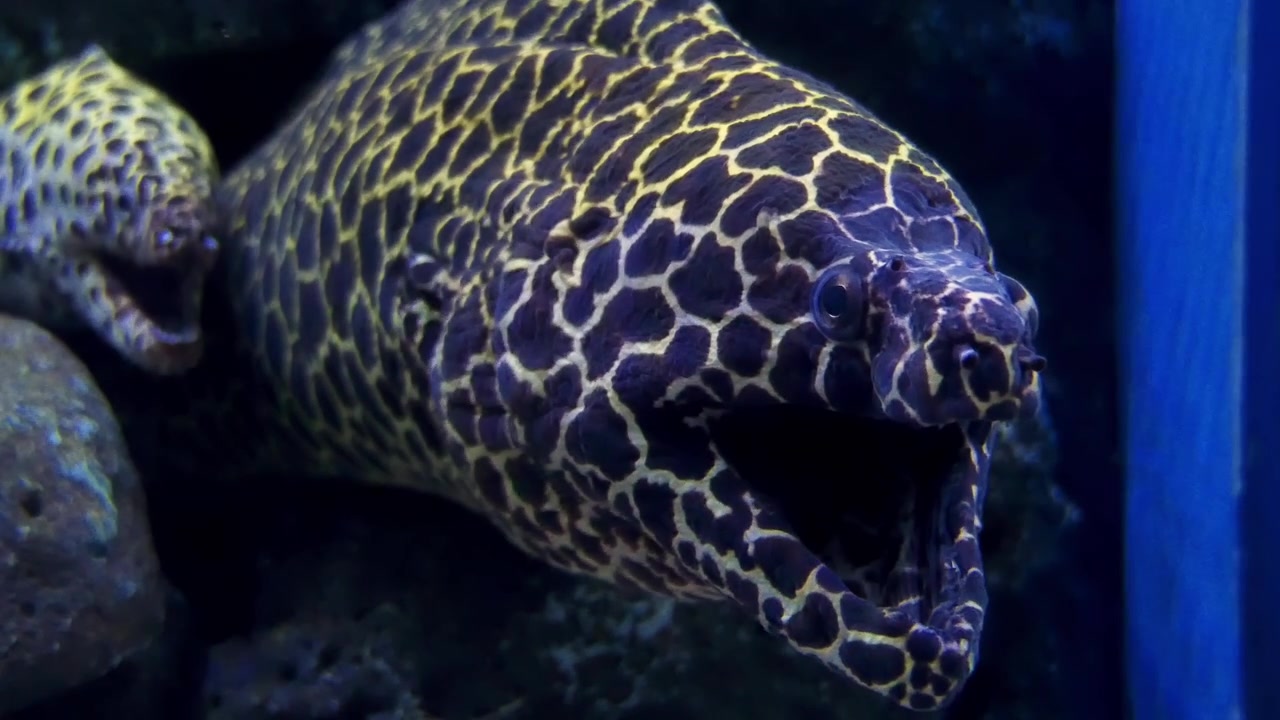 Explore mesmerizing beauty of a moray eel in its aquarium habitat showcasing vibrant colors and textures.