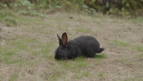 Süßestes-Schwarzes-Hasenbaby,-Das-Gras-Isst