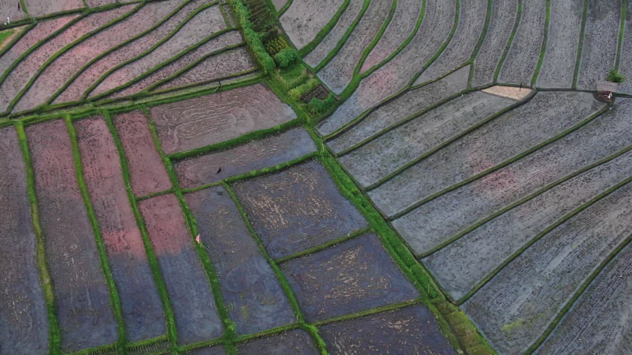 vista aérea de pájaros de los campos de arroz al atardecer con reflejo dorado