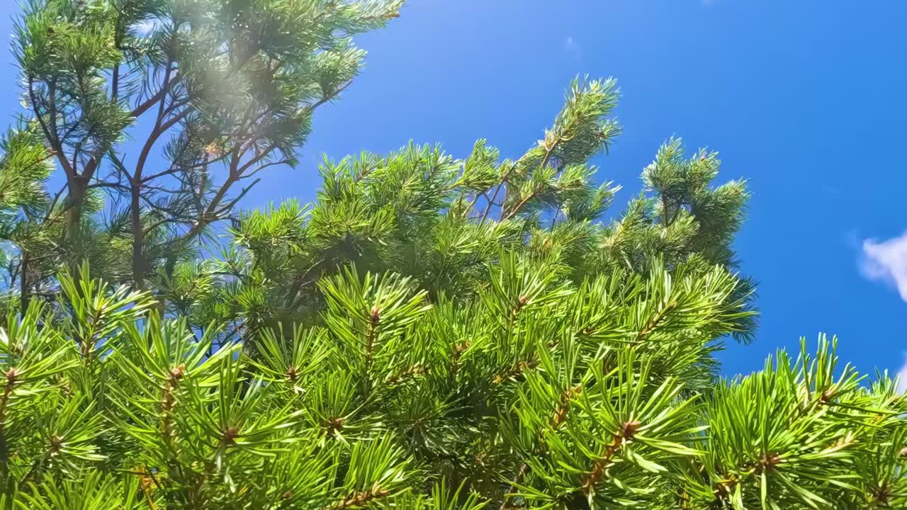 Lush green tree against a bright blue sky