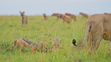 slow motion shot of wild dog jackals seizing opportunity to feed on remains, african wildlife in maasai mara national reserve, kenya, scavenging africa safari animals in masai mara north conservancy