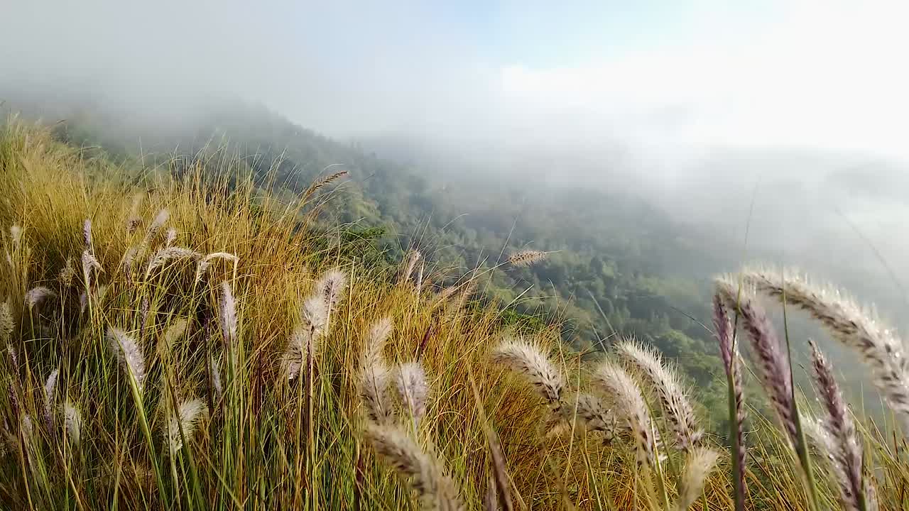 마운트 바투르 킨타마니 발리 동남아시아의 구름과 함께 안개 낀 날 동안 바람에 의해 산에서 오렌지 잔디
