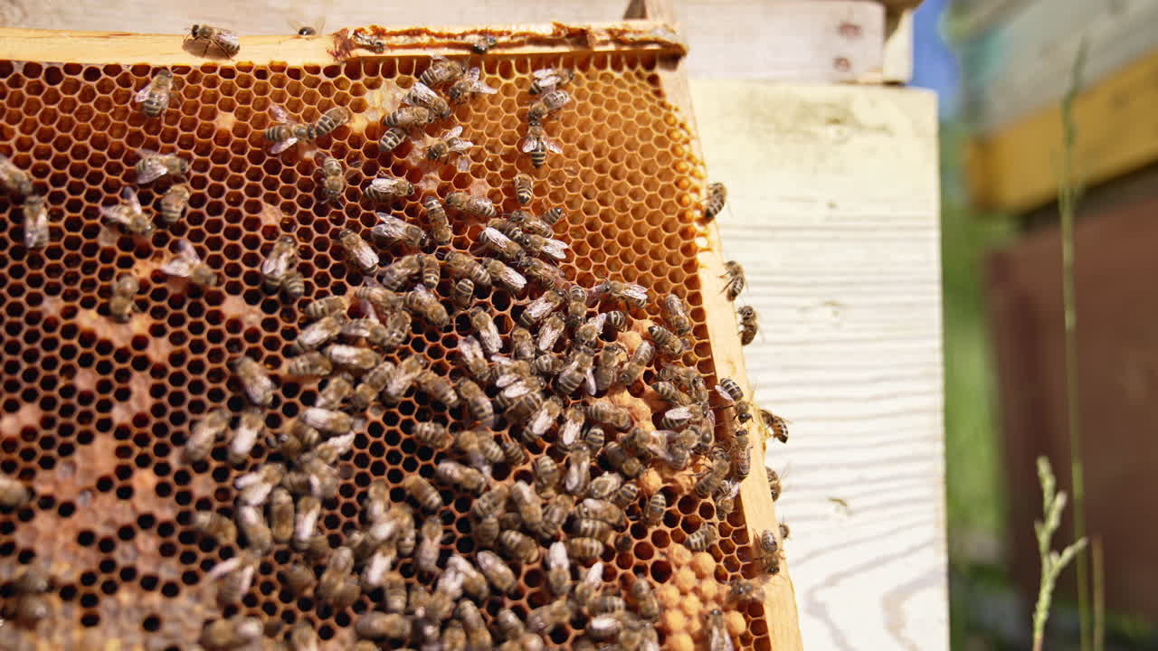 Bees crawling over the wax frame placed near the hive. Busy insects produce organic product. Close up.