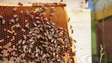 bees crawling over the wax frame placed near the hive. busy insects produce organic product. close up.