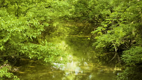 looking down a calm creek in middle of forest