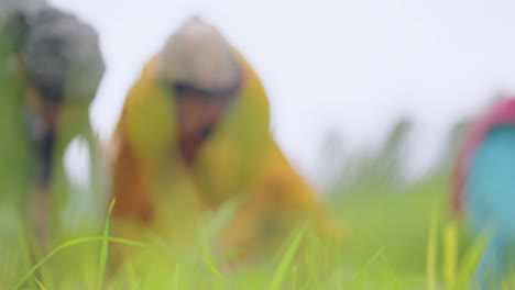 cheerful indian woman transplanting rice saplings while playfully smiling at camera, 4k video