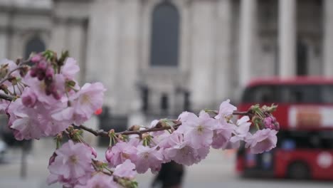 Londoner-Bus,-Der-Hinter-Rosa-Kirschblütenblumen-In-Zeitlupe-Im-Frühling-Vorbeifährt