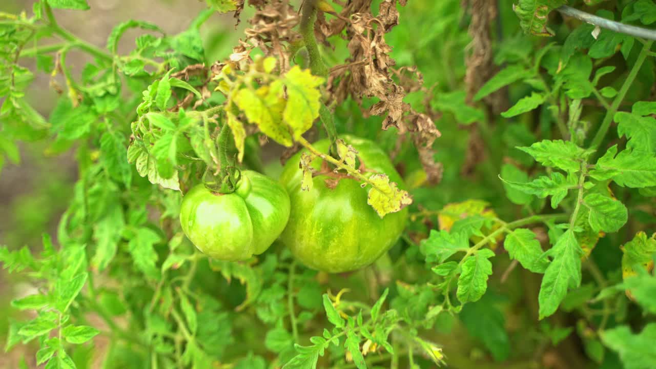 초록색 토마토가 토마토 포도나무에 매달려 있으며 그 주변에 말린 잎이 있습니다. 초록색 농장 재배
