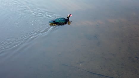 Männliche-Flugente-Schwimmt-Auf-North-Carolina-Lake-Lynn