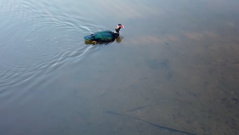 el pato muscovy macho nadando en el lago lynn de carolina del norte