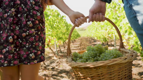 man and woman carrying a big basket with white grapes