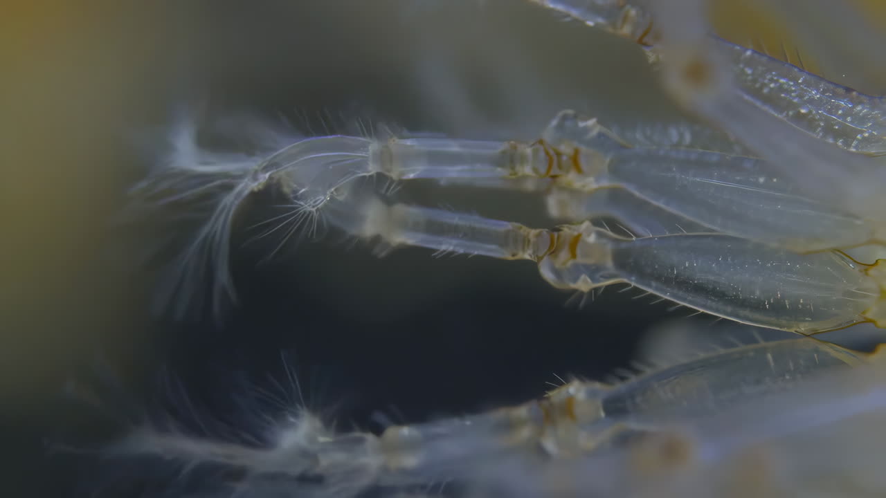 Microscopic View of a Translucent Aquatic Organism's Appendages