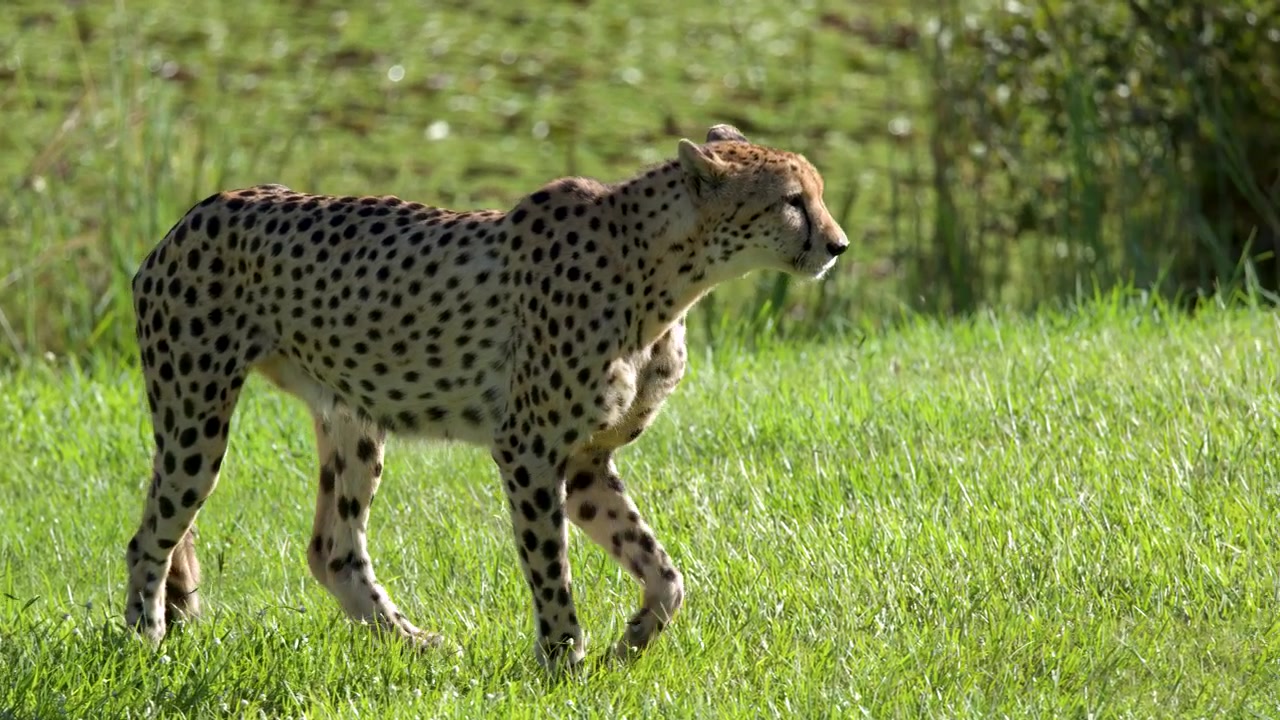 En gepard går over en frodig grøn mark i skarpt dagslys med sideprofil.