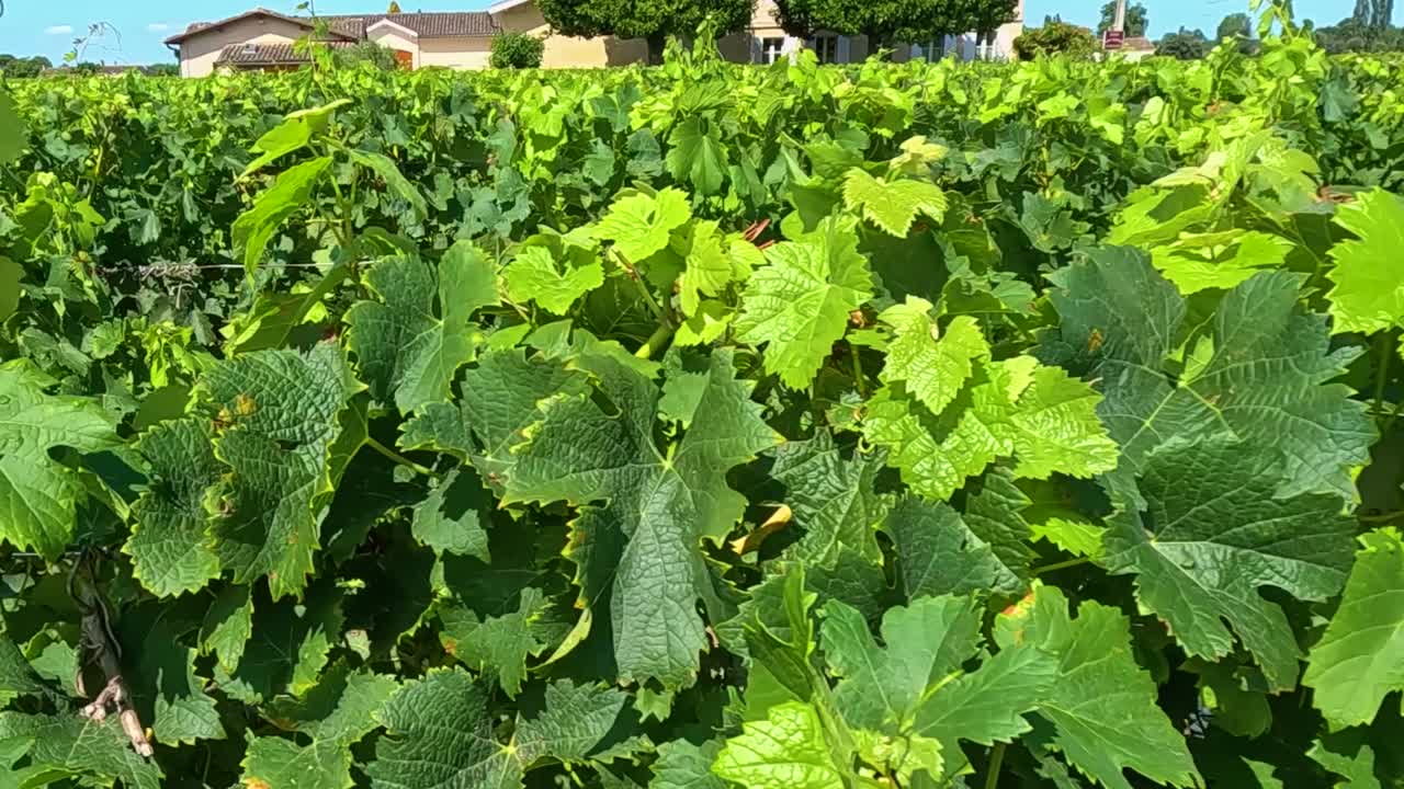 활기찬 초록색 포도나무 가 있는 울창 한 포도원