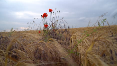 slow motion pan towards some roses in a field of barely and wheat