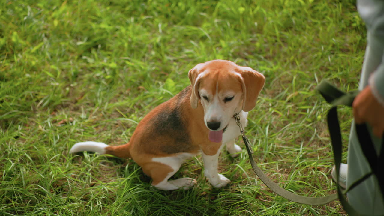Gordon Setter standing attentively in front of female instructor on grassy field during outdoor training session on sunny day, showing obedience, focus, strong connection and excitement
