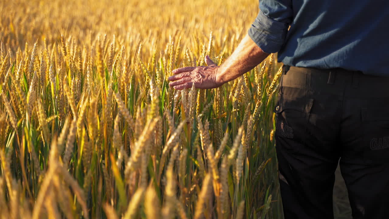 Farmer walks through a wheat field. Man runs his hand through ripe spikelets on golden field background. Cereal cultivation and harvesting.