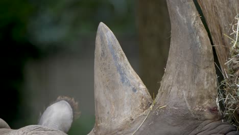 detailed shot of the valuable ivory horns of a rhinoceros