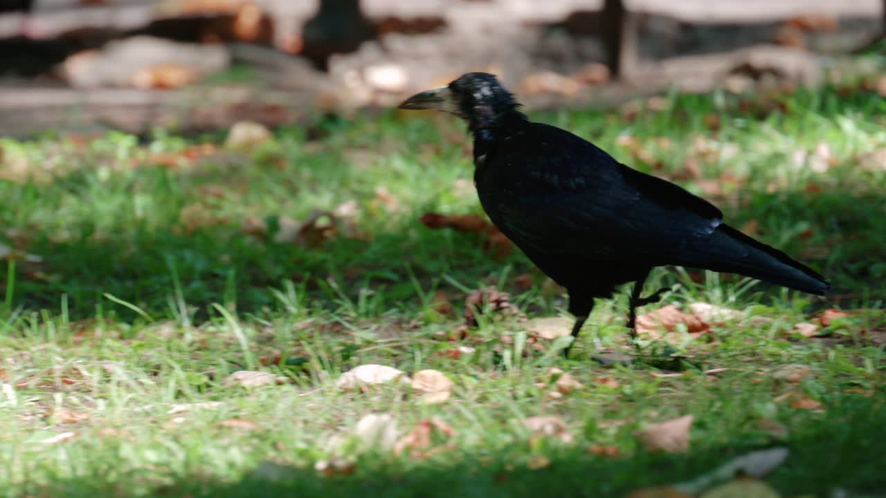 Close up of a black crow searching the ground in a green park with fallen leaves around