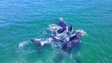 Group-of-bull-Southern-Right-whales-chasing-after-single-cow-to-copulate,-aerial