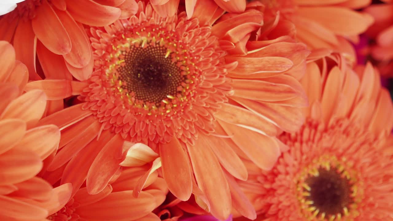 Close-up of Orange Gerbera Daisies
