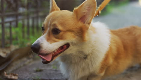 close up view of cute corgi dog with leash while walking on the street in summer