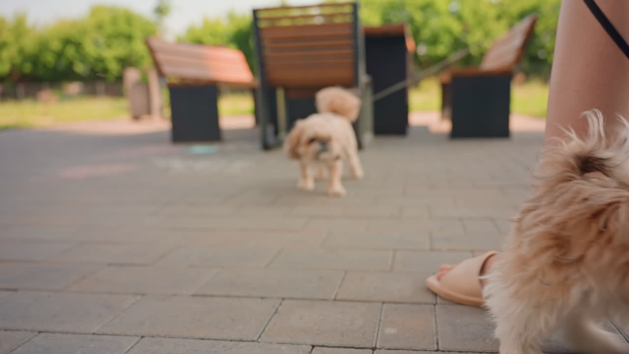 Joyful Canine Meeting In Bright Park Setting, Adorable Puppy Interacts With Neighbor Dog And Child Outdoors, Charming Encounter Between Playful Puppies And Child In Sunny Outdoor Park Environment