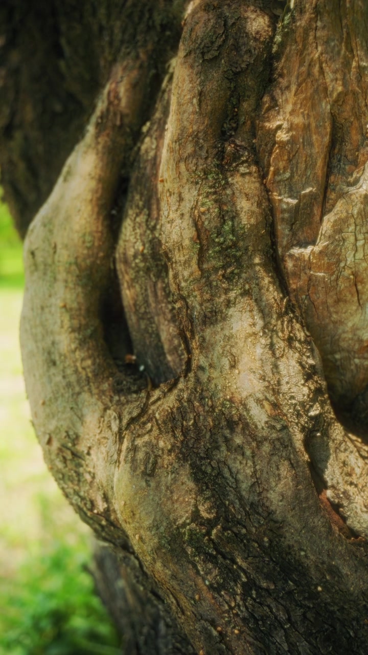 The trunk of a centuries-old olive grove under the leaves in the Calabria summer