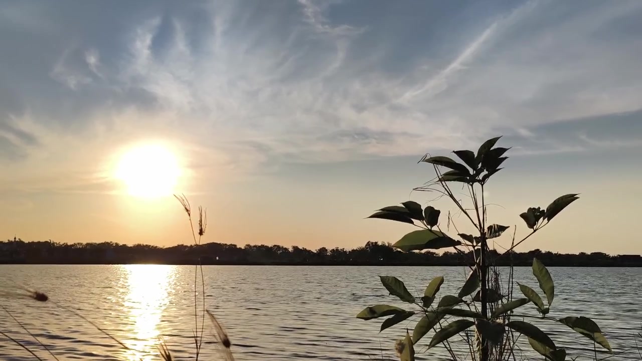 Atardecer dorado sobre un lago en calma con una planta en silueta