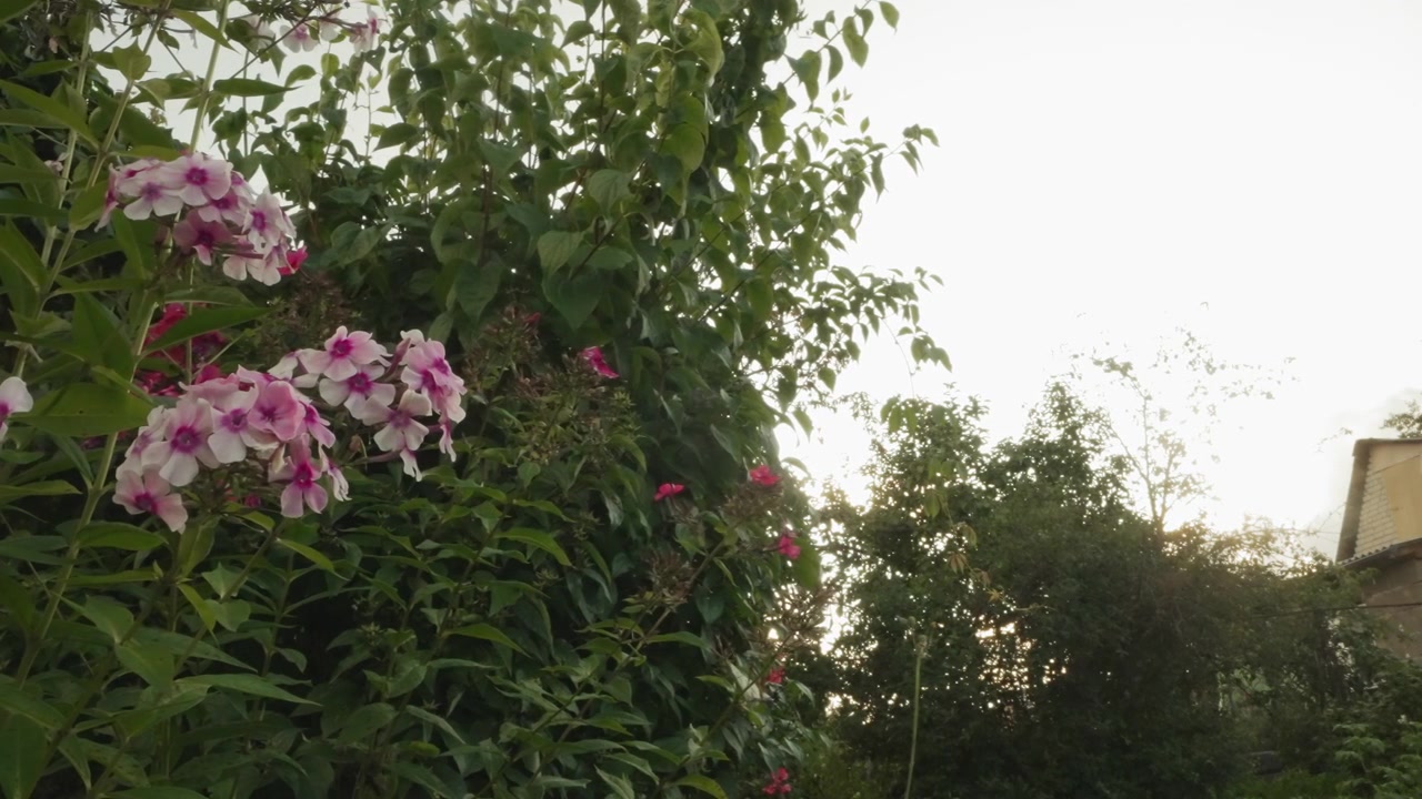 Pink and White Phlox Flowers Swaying Gently in a Summer Garden