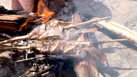 freshly caught freshwater fish over fire, fishes on skewers, campfire outdoors with hot coals and flames, preparing dinner in the wilderness