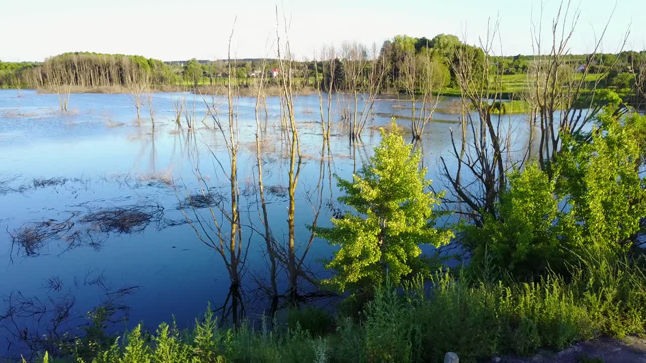 Wild Nature. Dead Trees On The River. Aerial landscape with dead trees in water flood