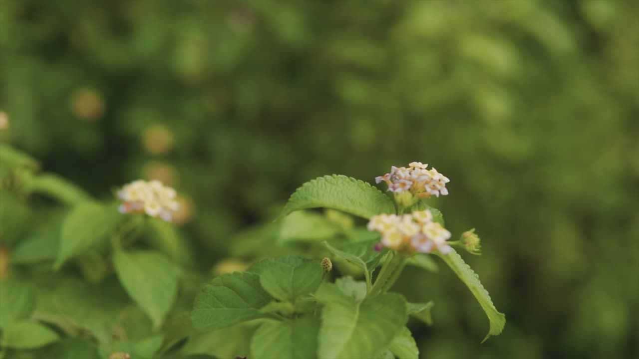 un primer plano de flores silvestres blancas en un prado verde