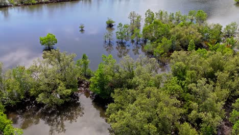 mangrove forest lake overhead aerial drone tilt down view in philippines