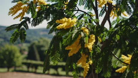 yellow flowers on a tree in a landscape