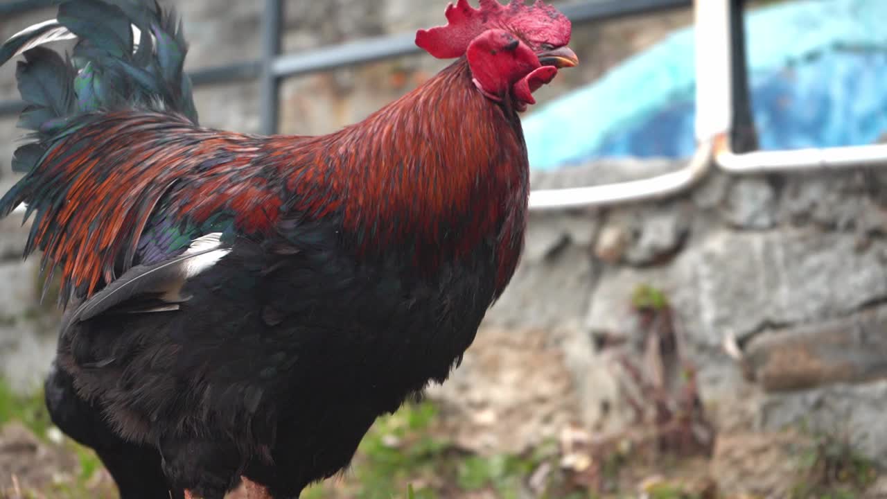 cerca de un gallo caminando en el patio trasero