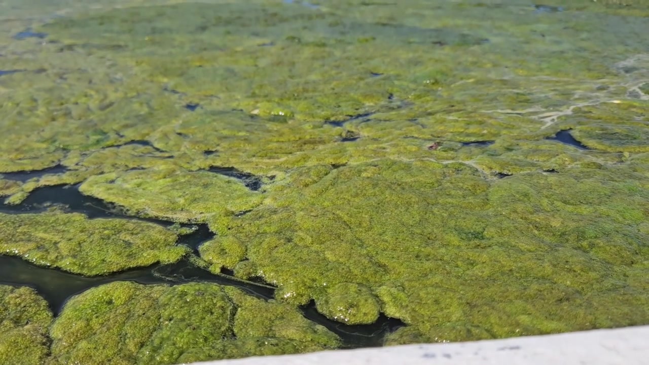 Panoramica verso l'alto dall'acqua con alghe in una fontana