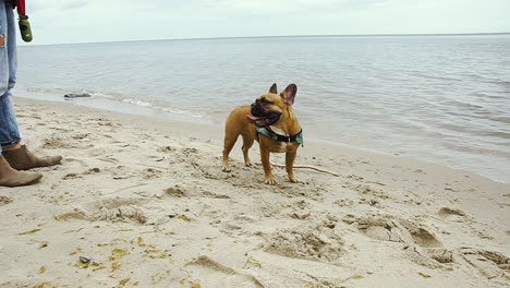 Französische-Bulldogge-Viel-Spaß-Am-Meer